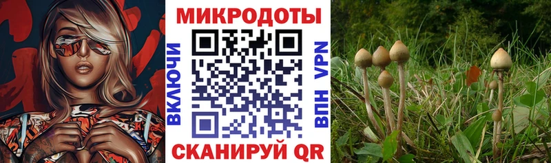 наркотики  Рыльск  Галлюциногенные грибы Psilocybine cubensis 